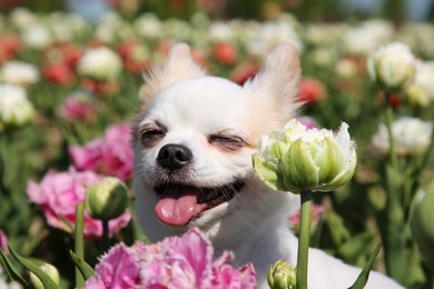 Cute Chihuahua dog among beautiful tulip flowers on sunny day, closeup