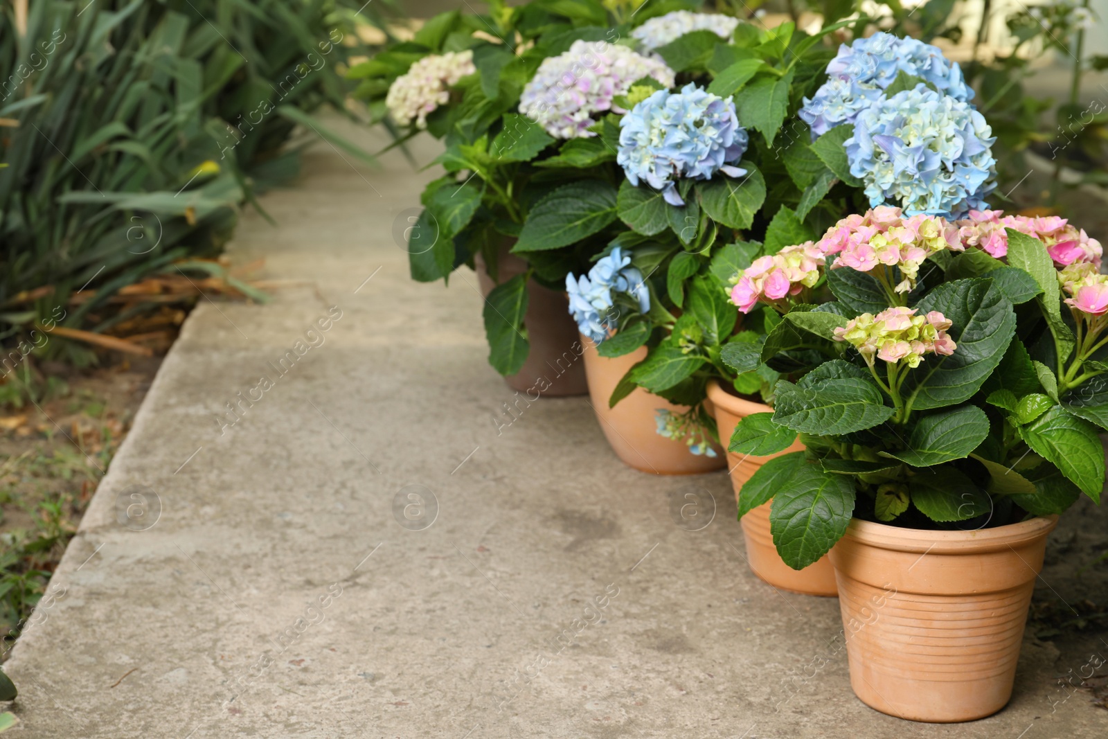 Photo of Beautiful blooming hortensia plants in pots outdoors