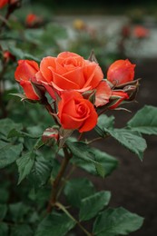 Photo of Closeup view of beautiful blooming rose bush outdoors