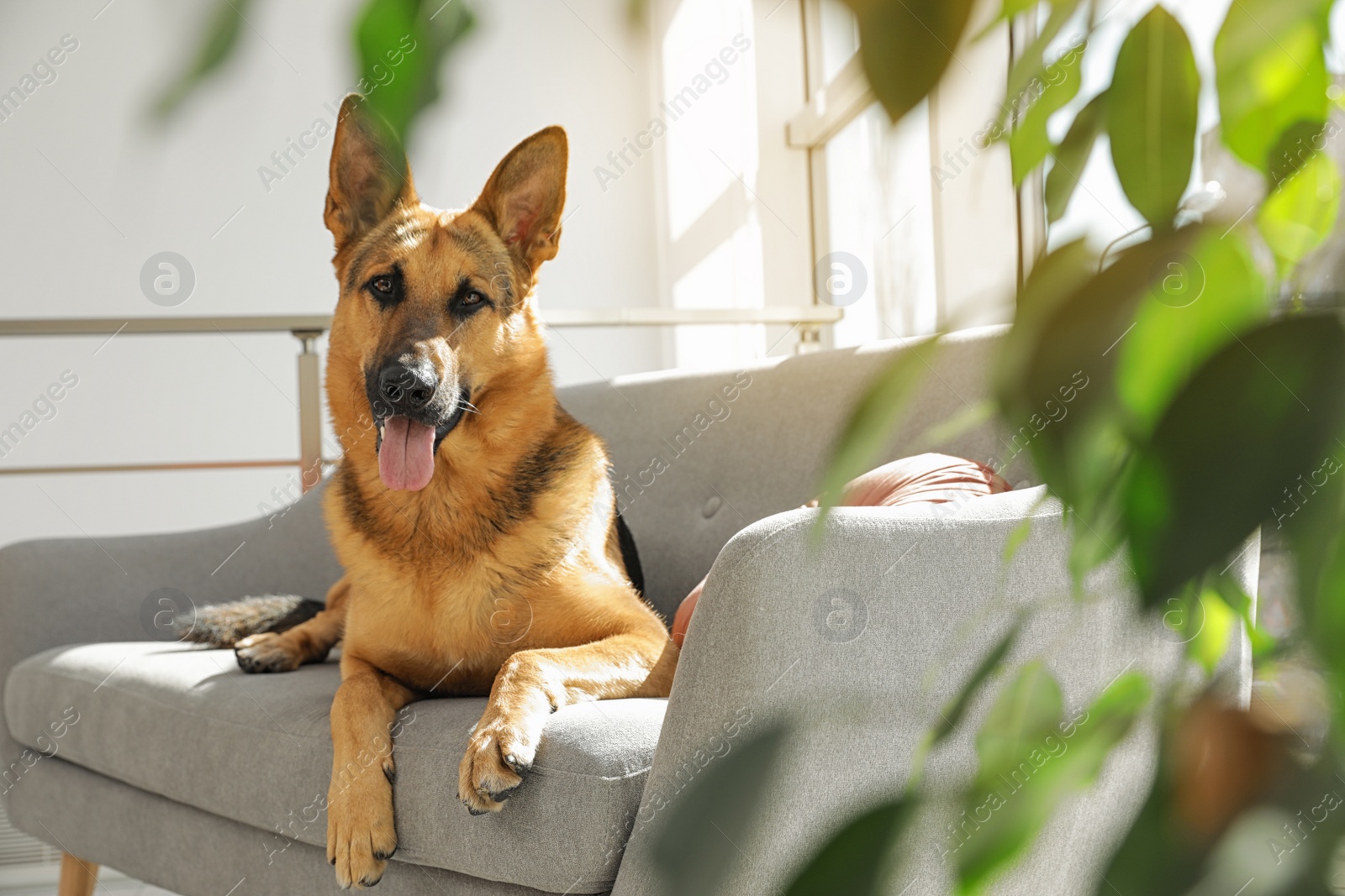 Photo of German shepherd lying on sofa in living room