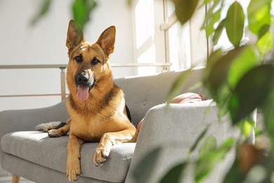 Photo of German shepherd lying on sofa in living room