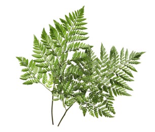 Beautiful tropical fern leaves on white background