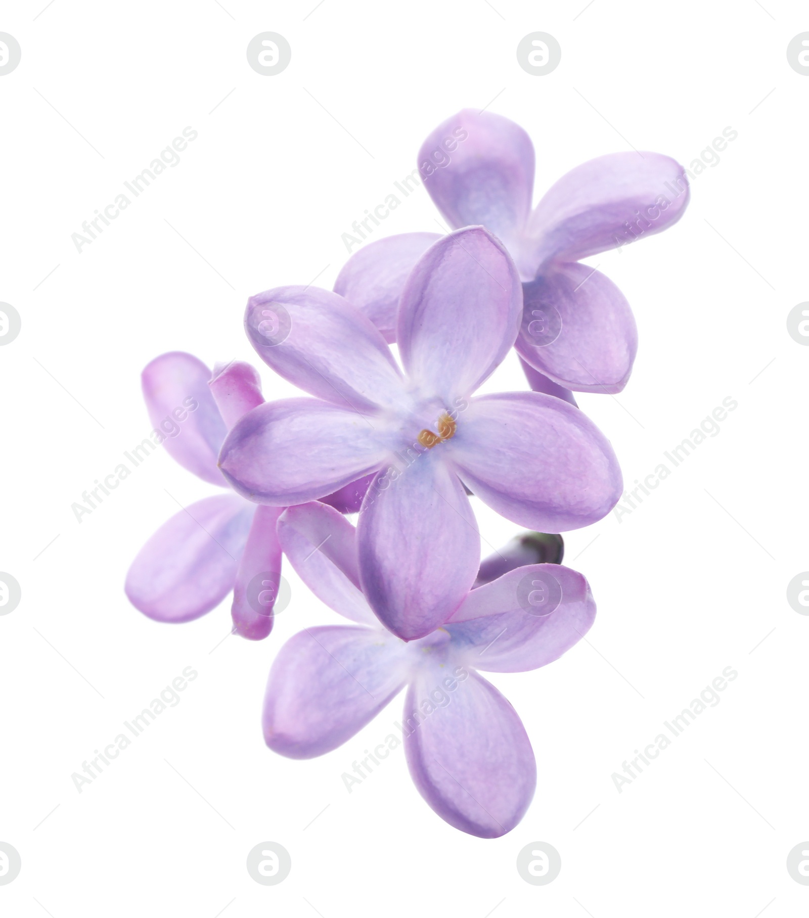 Photo of Beautiful violet lilac blossom isolated on white