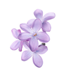 Photo of Beautiful violet lilac blossom isolated on white