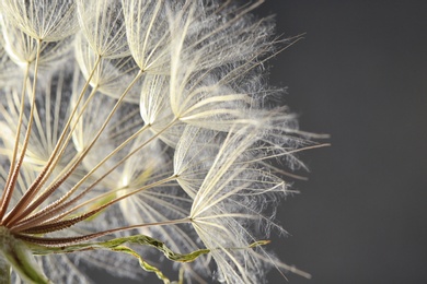 Dandelion seed head on grey background, close up