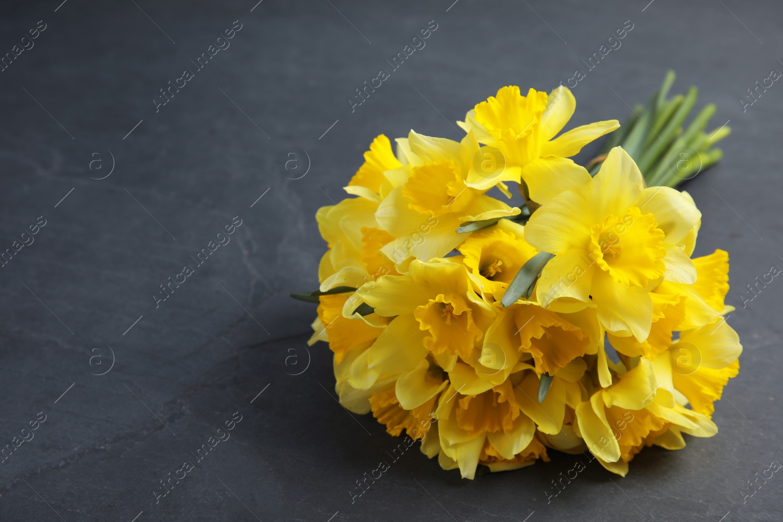 Photo of Bouquet of daffodils on dark background, space for text. Fresh spring flowers