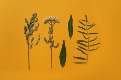 Photo of Pressed dried flower and plants on orange background, flat lay. Beautiful herbarium