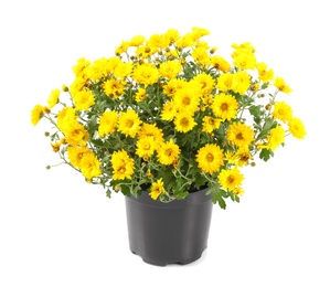 Photo of Beautiful chrysanthemum flowers in pot on white background