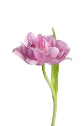 Photo of Beautiful colorful tulip flower isolated on white