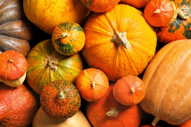 Many different pumpkins as background, closeup. Autumn holidays