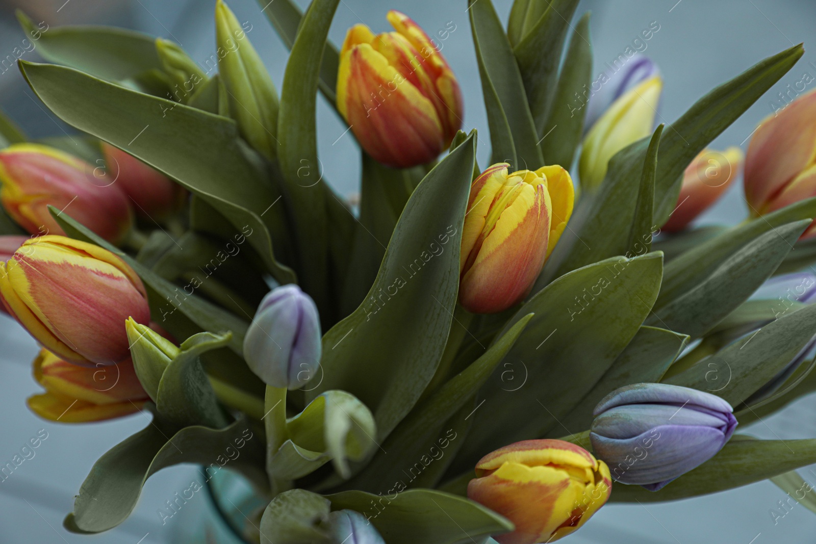 Photo of Beautiful bouquet of colorful tulips on color background, closeup view