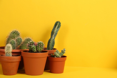 Photo of Beautiful cactuses on yellow background. Space for text