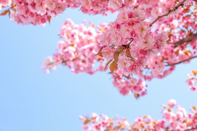 Photo of Beautiful blossoming sakura tree against blue sky, closeup