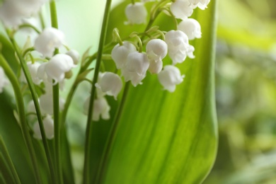Beautiful fragrant lily of the valley, closeup. Space for text