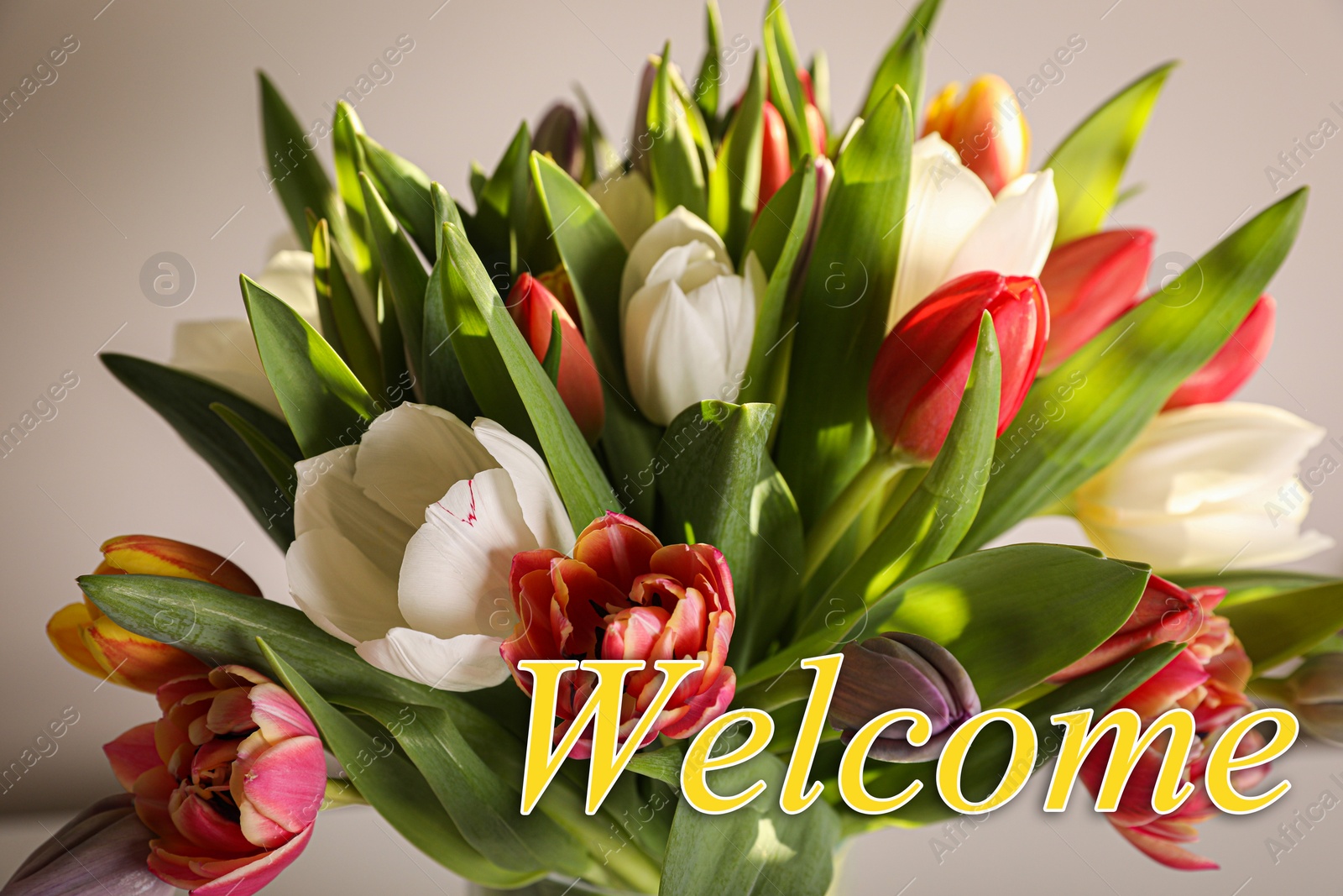 Image of Welcome card. Bouquet of beautiful tulip flowers and word on light background, closeup
