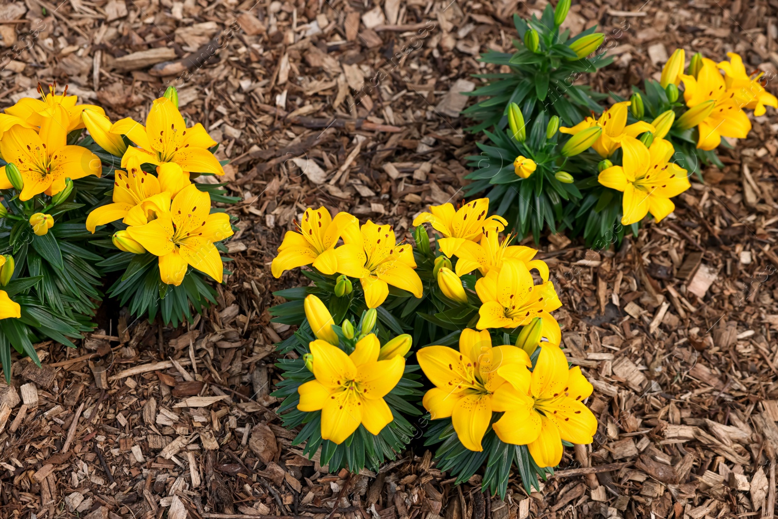 Photo of Beautiful blooming lily flowers in garden, above view. Spring season