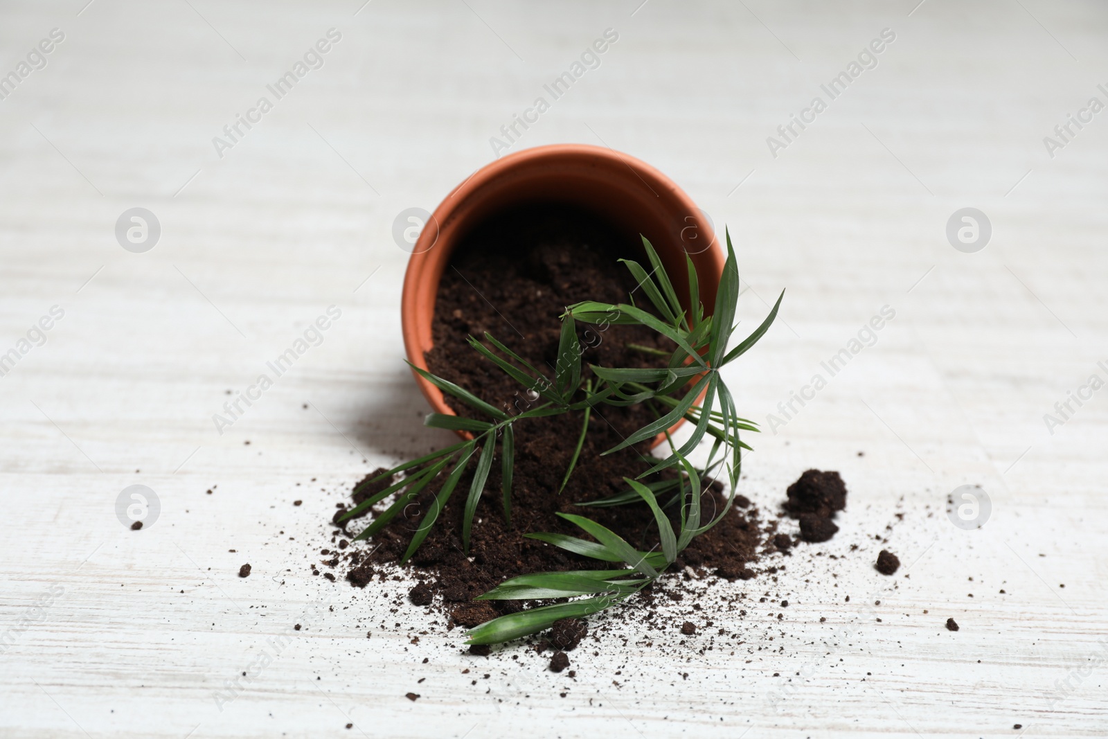 Photo of Overturned terracotta flower pot with soil and plant on white wooden floor