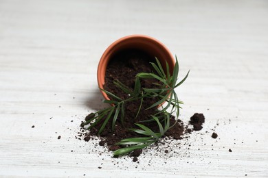 Overturned terracotta flower pot with soil and plant on white wooden floor