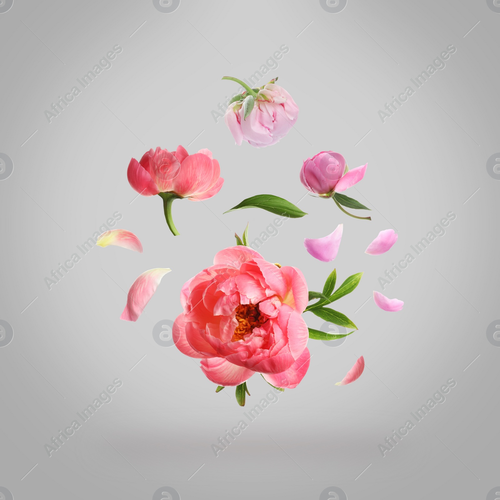 Image of Beautiful peony flowers flying on light grey background