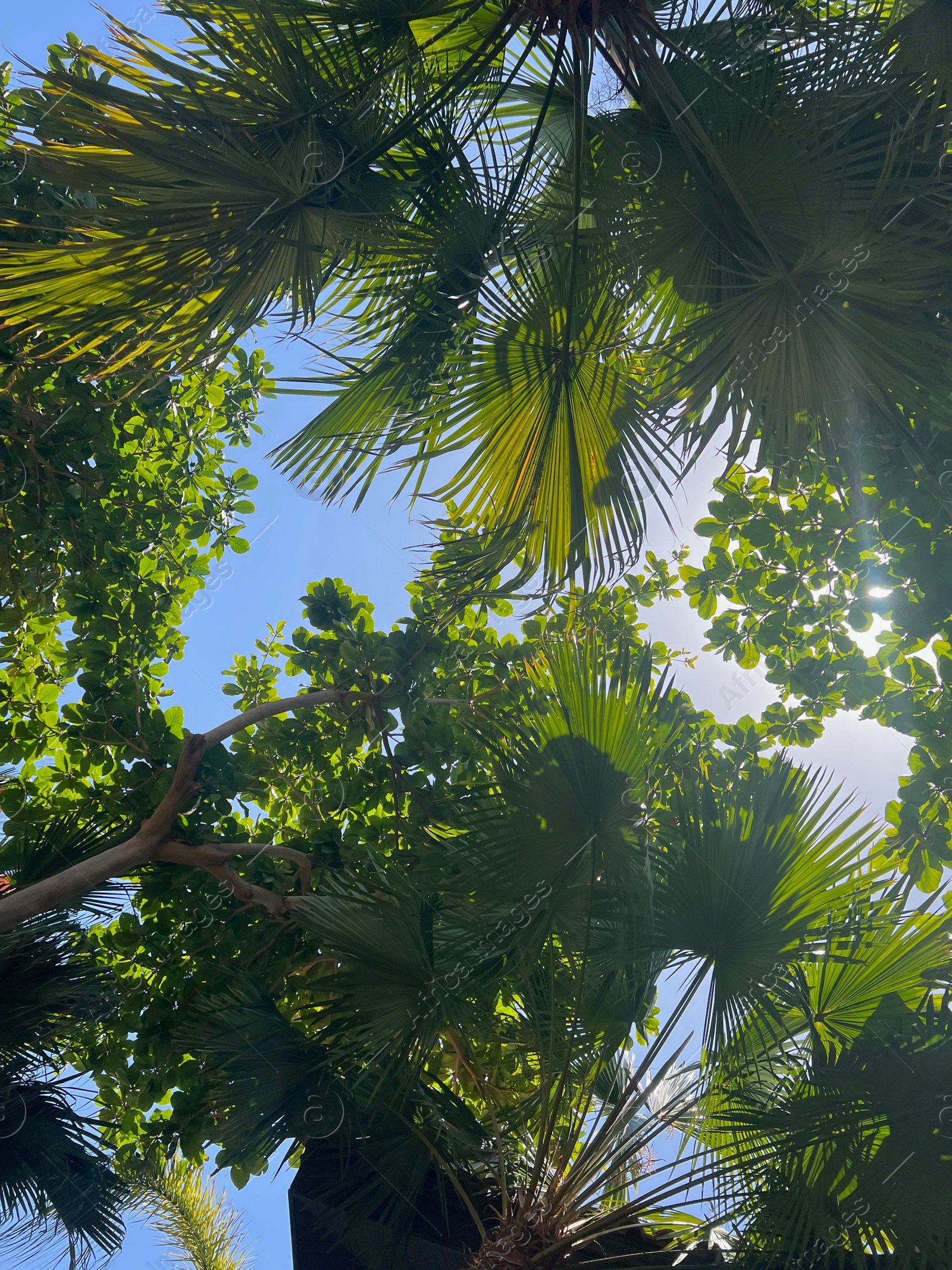 Photo of Beautiful tropical trees with green leaves against blue sky, bottom view