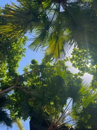 Beautiful tropical trees with green leaves against blue sky, bottom view