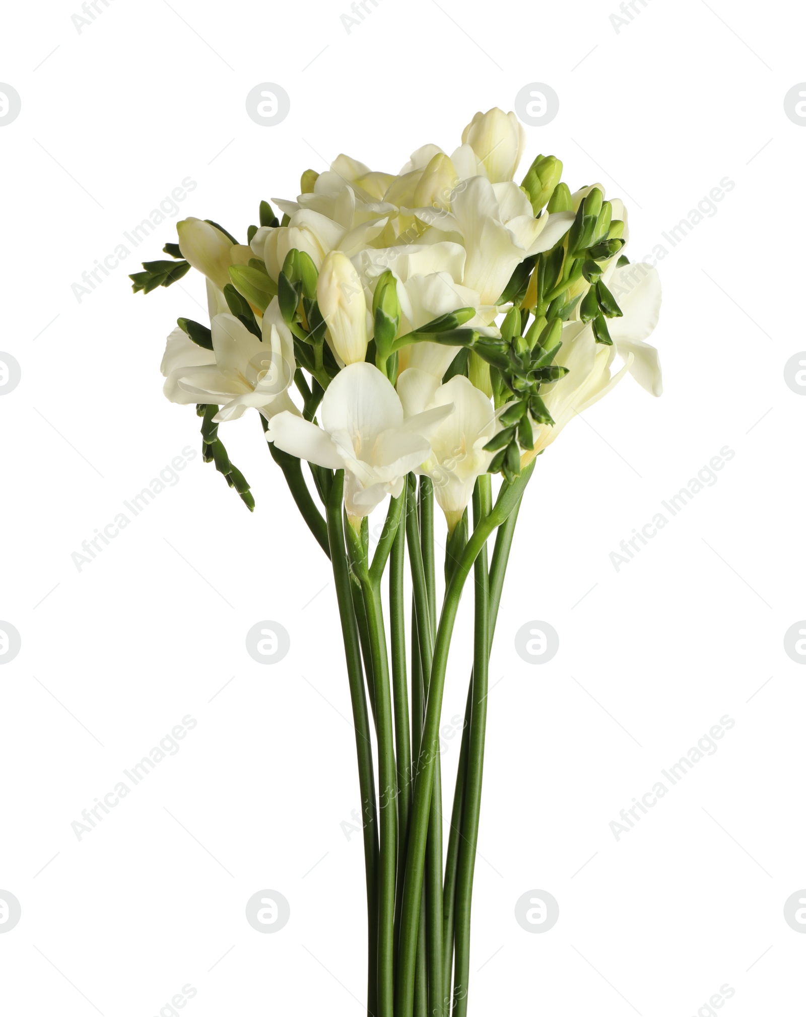 Photo of Beautiful blooming freesia flowers isolated on white