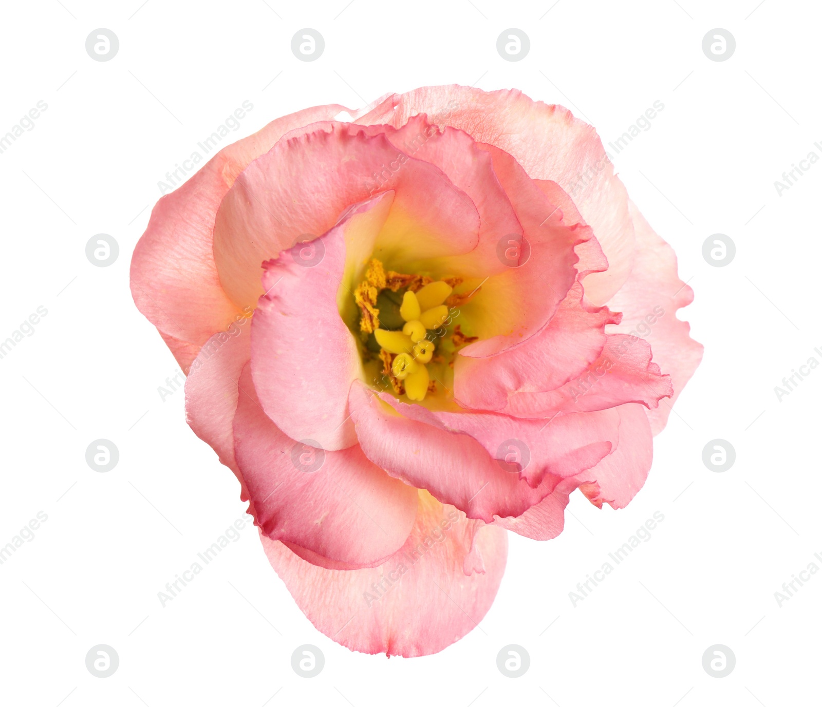 Photo of Beautiful fresh Eustoma flower on white background