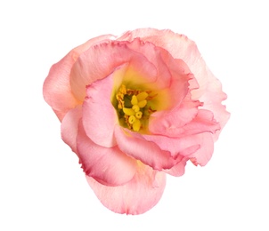 Photo of Beautiful fresh Eustoma flower on white background