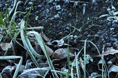 Photo of Green grass and dry leaves covered with hoarfrost on ground