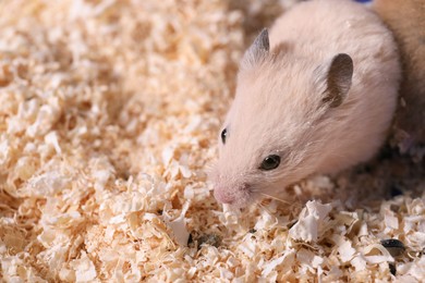 Photo of Cute little fluffy hamster on wooden shavings. Space for text