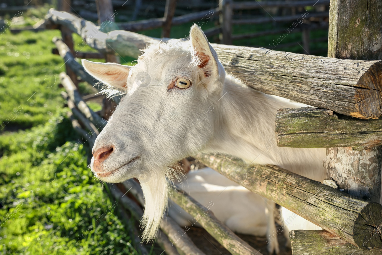 Photo of Cute goat inside of paddock at farm