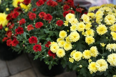 Photo of Assortment of beautiful blooming chrysanthemum flowers in pots outdoors