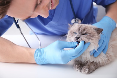 Photo of Young veterinarian examining cat on table in clinic