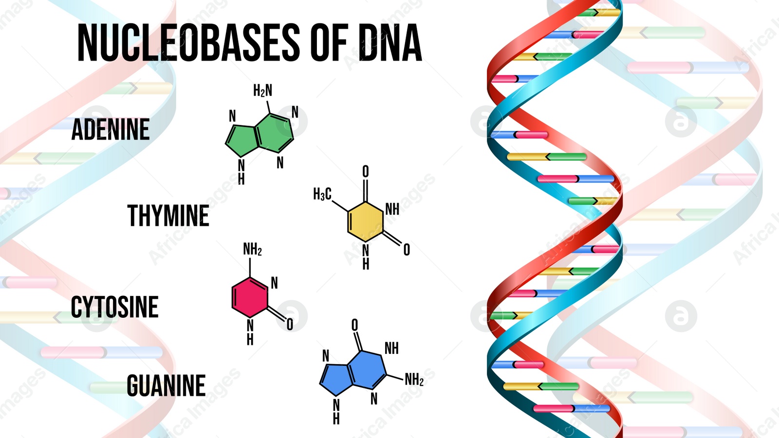 Illustration of Nucleobases of DNA on white background. Illustration