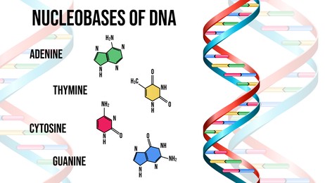 Illustration of Nucleobases of DNA on white background. Illustration