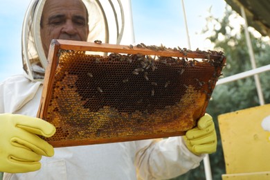 Beekeeper in uniform with honey frame at apiary