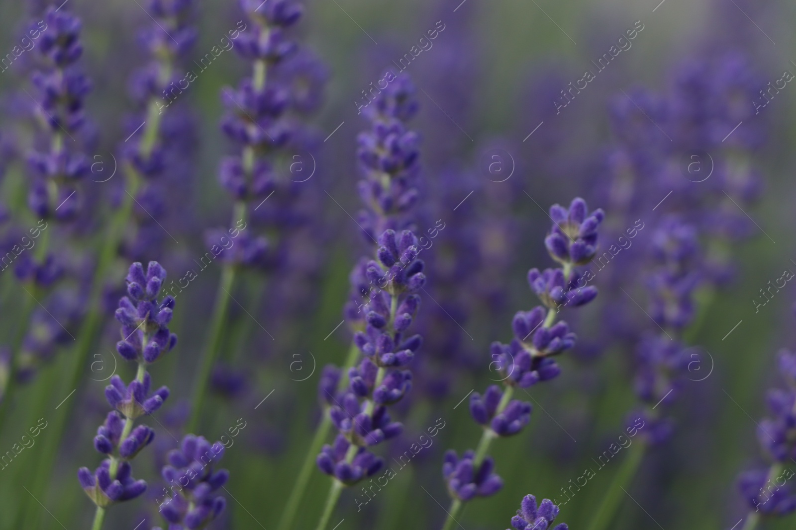 Photo of Beautiful blooming lavender plants in field, closeup