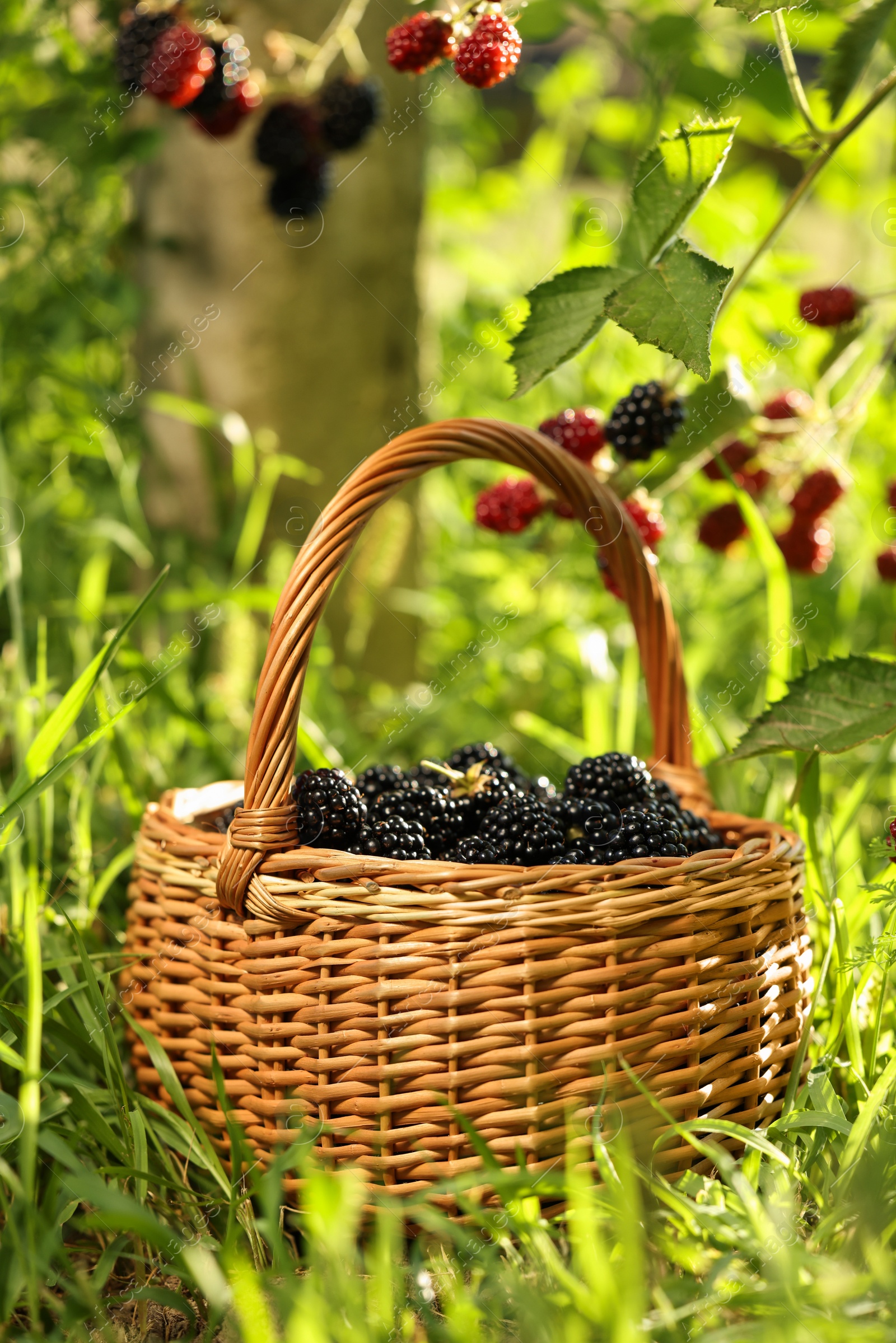 Photo of Wicker basket with ripe blackberries on green grass outdoors