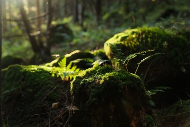 Photo of Beautiful view of moss and plant on stones under in forest, closeup