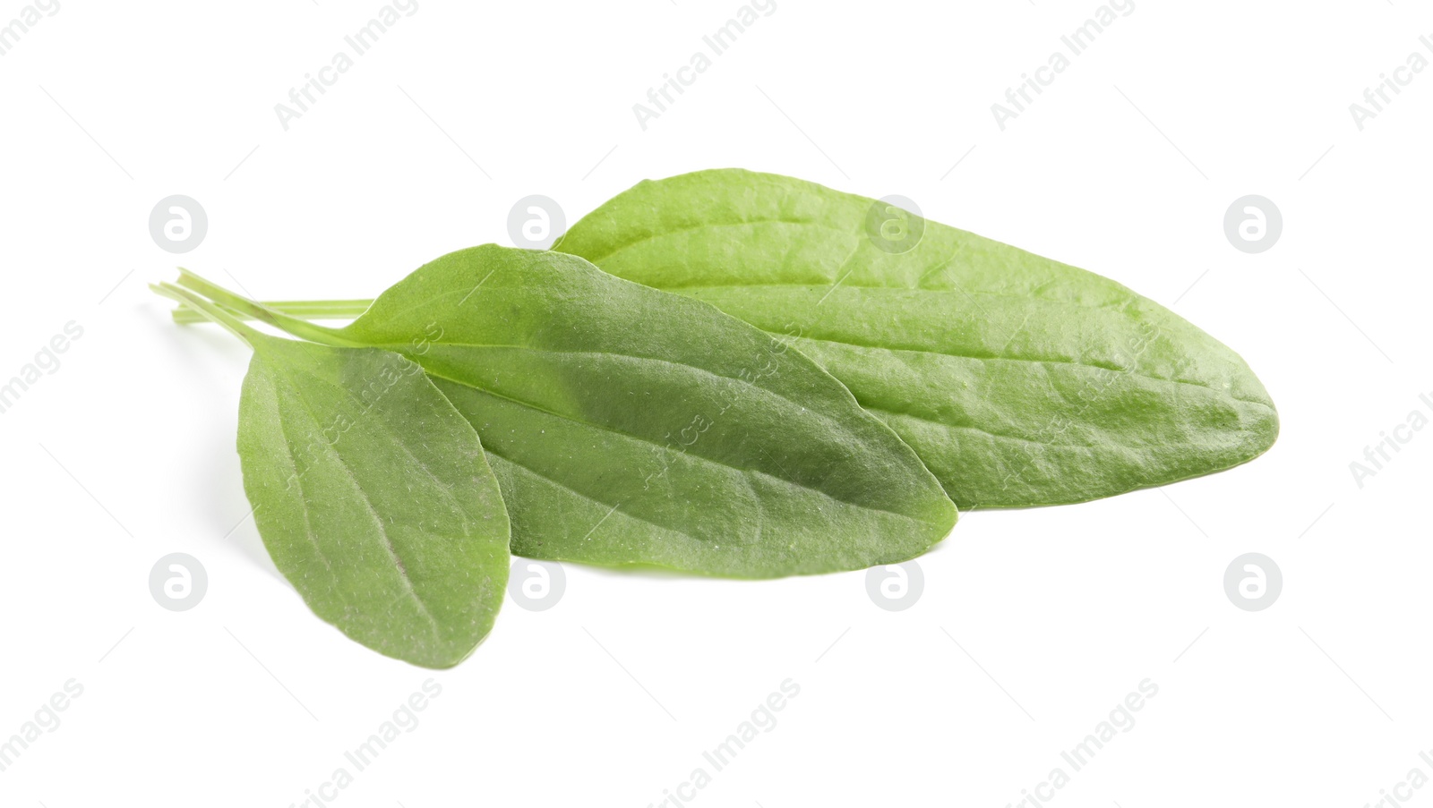 Photo of Leaves of broadleaf plantain on white background. Medicinal herb