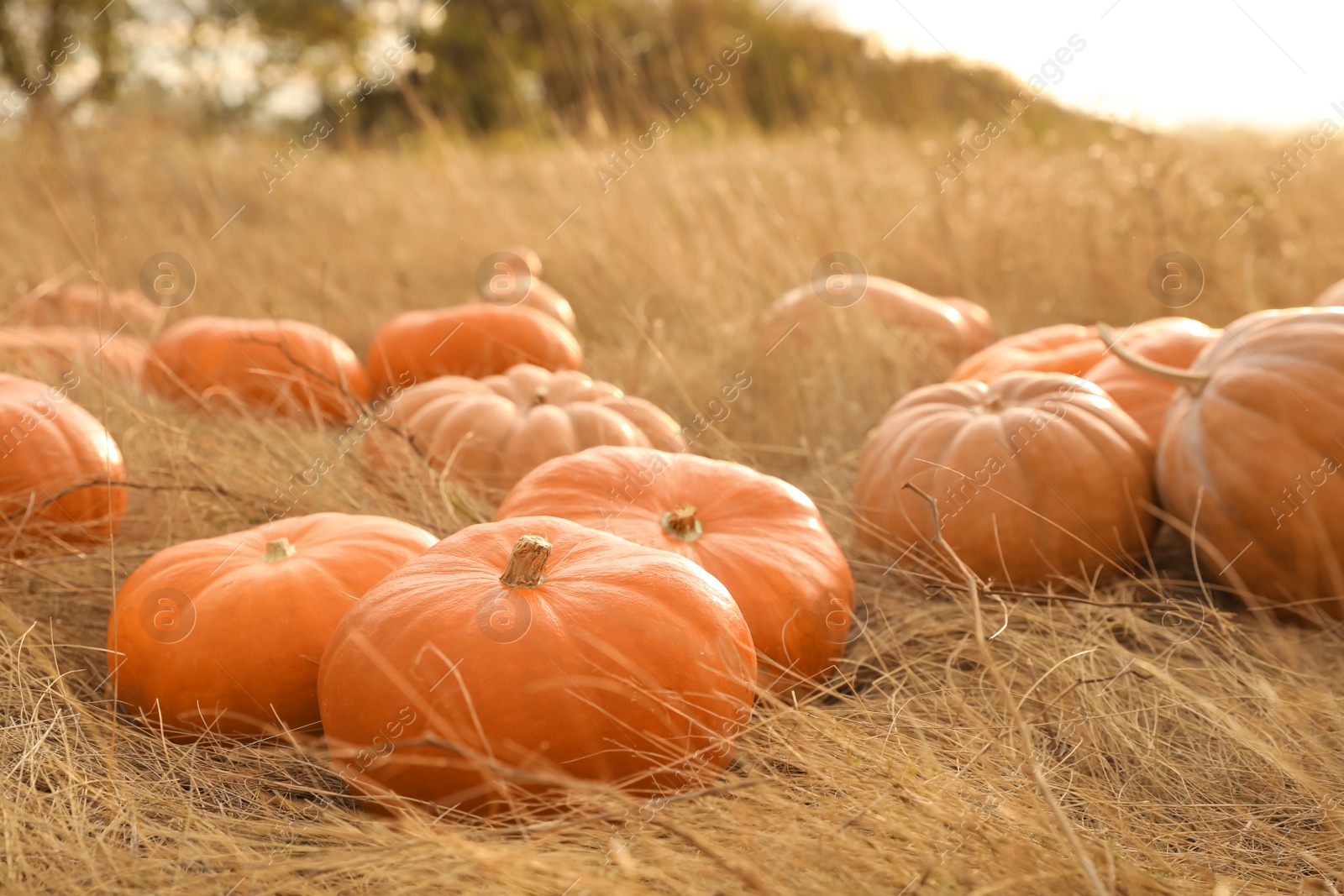 Photo of Ripe orange pumpkins among dry grass in field