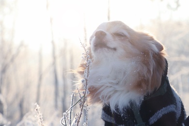 Cute little dog outdoors on winter morning. Snowy weather