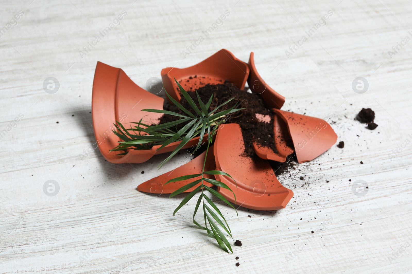 Photo of Broken terracotta flower pot with soil and plant on white wooden floor