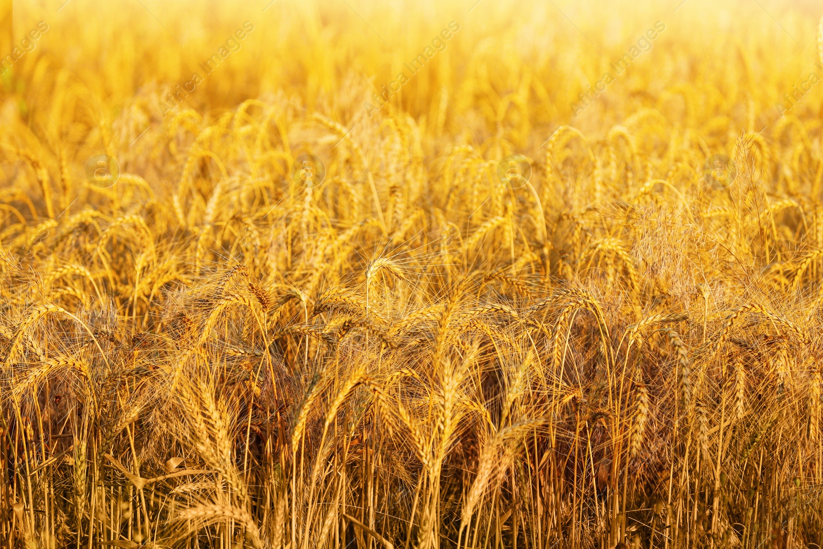 Photo of Golden ripe wheat spikelets growing in field