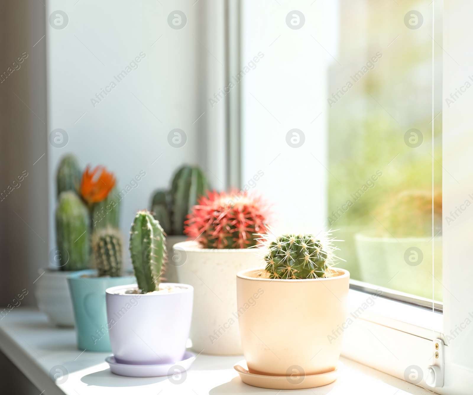 Photo of Beautiful different cacti in pots on windowsill