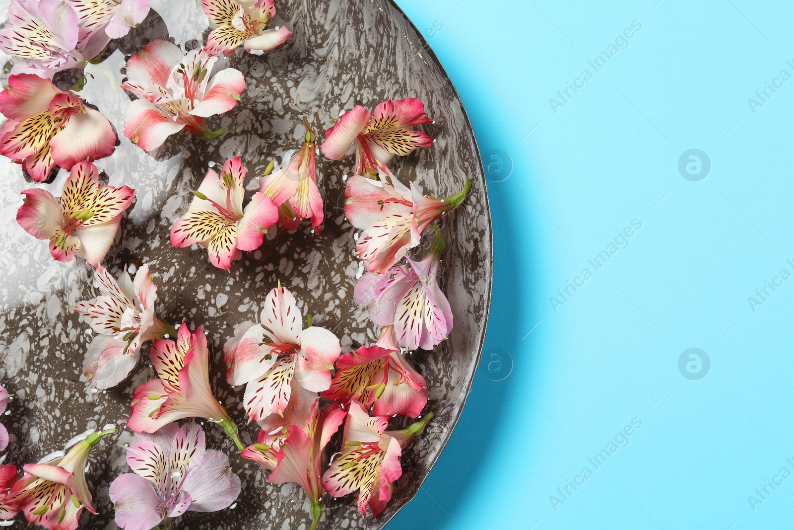 Photo of Bowl of water with flowers on light blue background, top view and space for text. Spa treatment