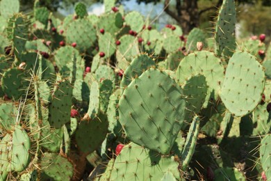 Beautiful prickly pear cacti growing outdoors on sunny day