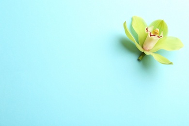 Photo of Beautiful tropical orchid flower on color background, top view. Space for text