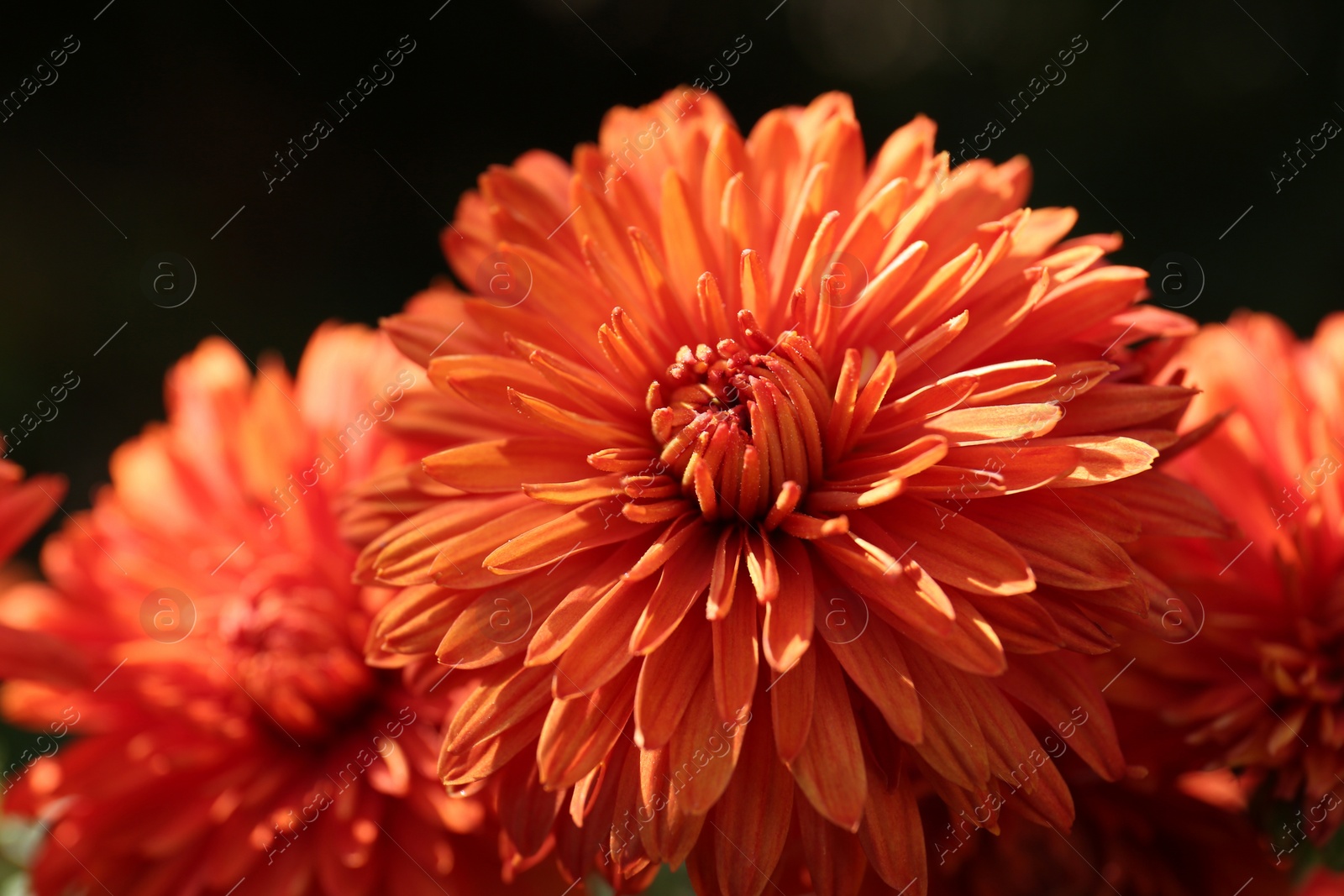 Photo of Beautiful chrysanthemum flowers on black background, closeup