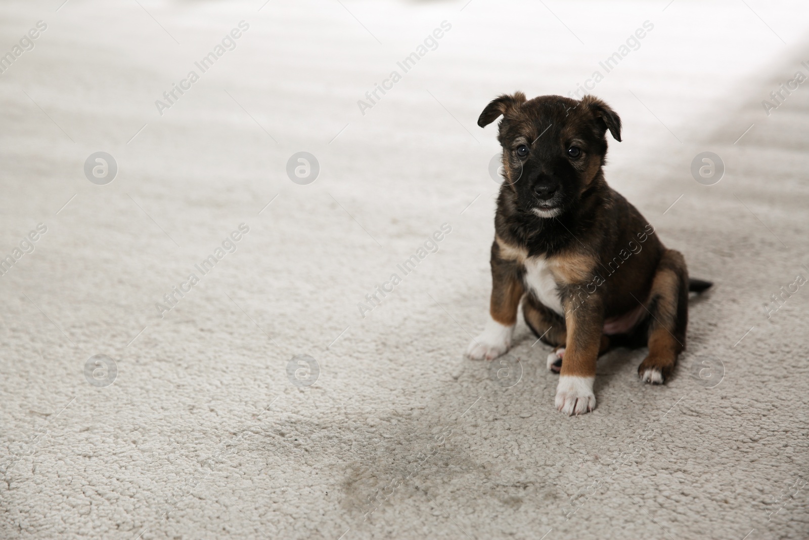 Photo of Adorable puppy near wet spot on carpet indoors. Space for text